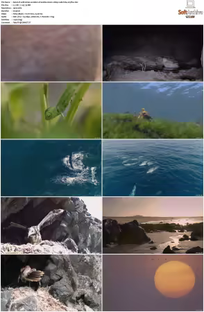 Wild Oman Wonders Of Arabia S01 1080p WEB H264-SKYFiRE
