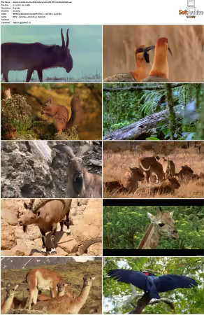 Walk on the Wild Side S01-S03 PDTV XviD-NGp