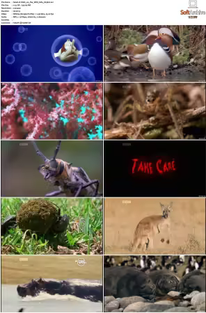 Walk on the Wild Side S01-S03 PDTV XviD-NGp