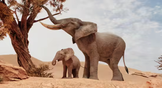 FAB - African Elephants (5.2 – 5.7)
