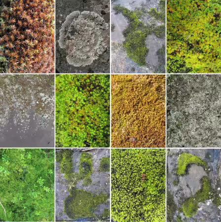 Moss &amp; Lichen Textures Pack
