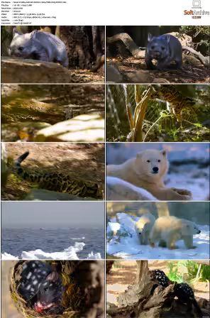 Baby Animals S01-S02 2160p WEB H265-BUSSY