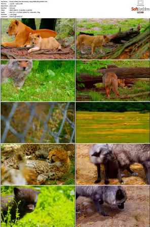 Baby Animals S01-S02 2160p WEB H265-BUSSY