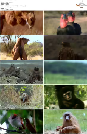 Walk on the Wild Side S01-S03 PDTV XviD-NGp