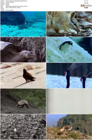 Walk on the Wild Side S01-S03 PDTV XviD-NGp