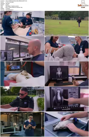 Wildlife ER S01S02 1080p WEB h264-BETTY