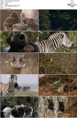 Walk on the Wild Side S01-S03 PDTV XviD-NGp