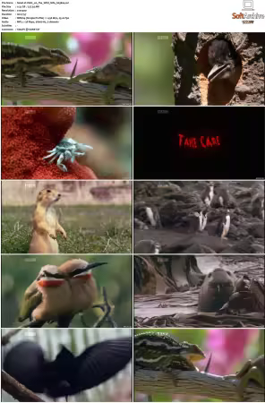 Walk on the Wild Side S01-S03 PDTV XviD-NGp
