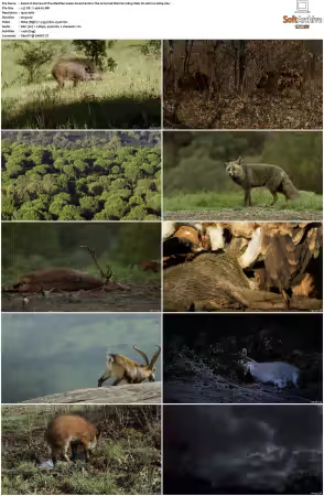 Stories of The Mediterranean Forest S01 1080p Web-DL AAC2.0 H264-
