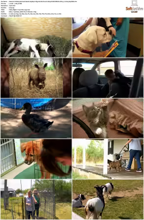 Unlikely Animal Friends S01 S03 1080p DSNP WEB-DL DD+5.1 H264-playWEB