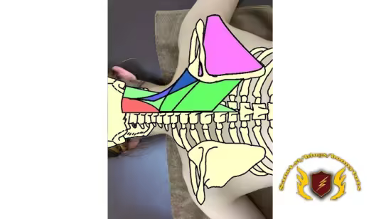 Surface Anatomy for Therapists: Master the Art of Palpation