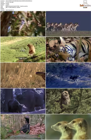 Walk on the Wild Side S01-S03 PDTV XviD-NGp