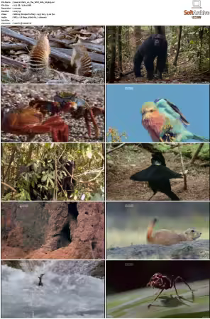Walk on the Wild Side S01-S03 PDTV XviD-NGp