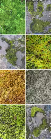 Moss &amp; Lichen Textures Pack