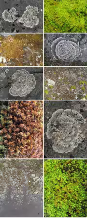 Moss &amp; Lichen Textures Pack