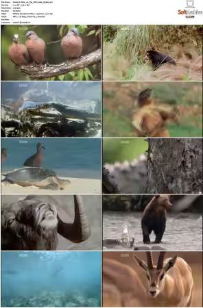 Walk on the Wild Side S01-S03 PDTV XviD-NGp