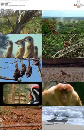 Walk on the Wild Side S01-S03 PDTV XviD-NGp