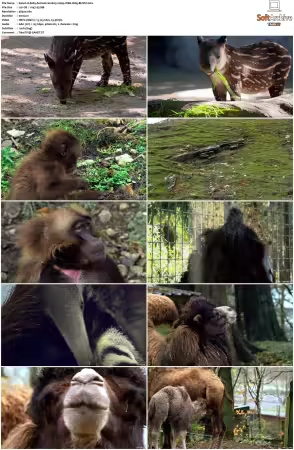 Baby Animals S01-S02 2160p WEB H265-BUSSY