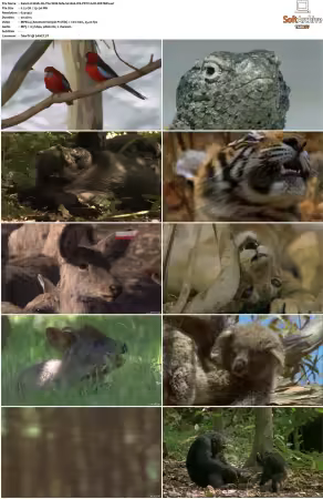 Walk on the Wild Side S01-S03 PDTV XviD-NGp