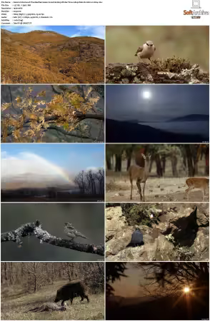 Stories of The Mediterranean Forest S01 1080p Web-DL AAC2.0 H264-