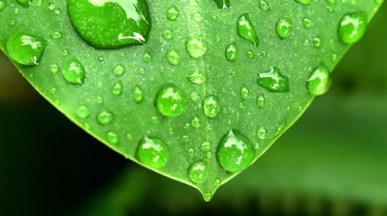 The New Water Wise Irrigation Drop-By-Drop