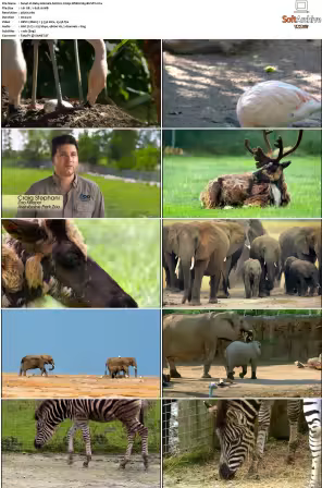 Baby Animals S01-S02 2160p WEB H265-BUSSY