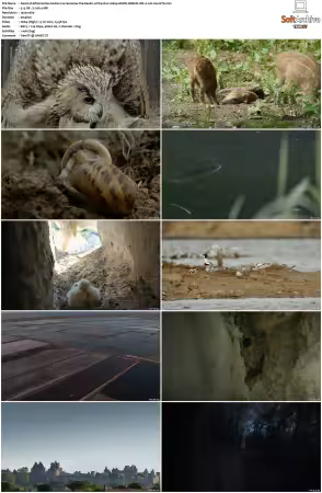 Wild Castles S01 1080p AMZN WEB-DL DDP2.0 H264-NTb