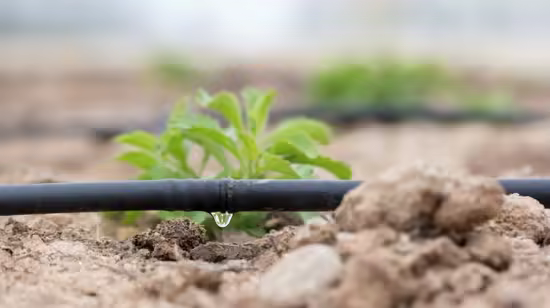 Drip Irrigation Design and Installation for Beginners