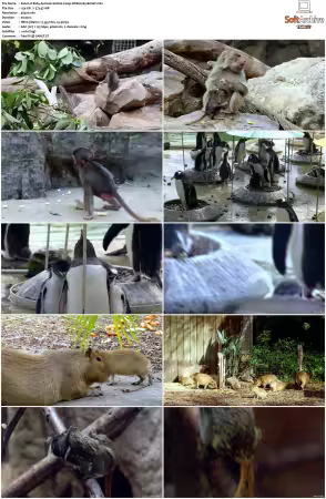 Baby Animals S01-S02 2160p WEB H265-BUSSY
