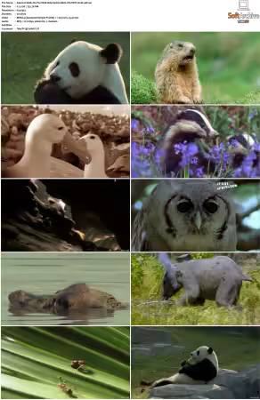 Walk on the Wild Side S01-S03 PDTV XviD-NGp