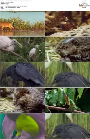 Walk on the Wild Side S01-S03 PDTV XviD-NGp