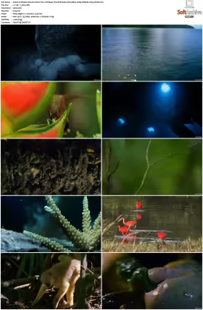 Wildest Islands S01 S02 1080p WEB-DL H264-KUSH