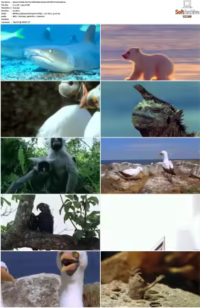 Walk on the Wild Side S01-S03 PDTV XviD-NGp