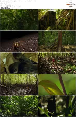 Wildest Islands S01 S02 1080p WEB-DL H264-KUSH