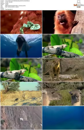 Walk on the Wild Side S01-S03 PDTV XviD-NGp