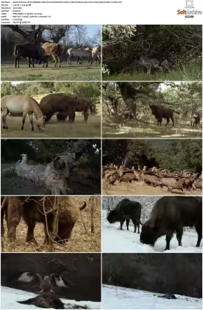 Stories of The Mediterranean Forest S01 1080p Web-DL AAC2.0 H264-