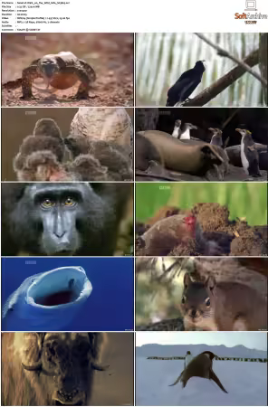 Walk on the Wild Side S01-S03 PDTV XviD-NGp