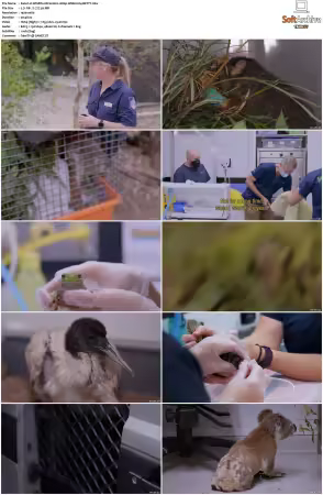 Wildlife ER S01S02 1080p WEB h264-BETTY