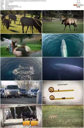 United States of Animals S01 1080p DSNP WEB-DL DDP5.1 H264-Sloth