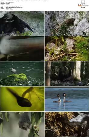 Wild Castles S01 1080p AMZN WEB-DL DDP2.0 H264-NTb