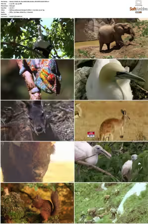 Walk on the Wild Side S01-S03 PDTV XviD-NGp