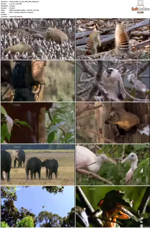 Walk on the Wild Side S01-S03 PDTV XviD-NGp