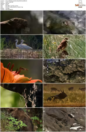 Wild Italy 2015 S01 1080p WEB H264-CBFM