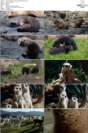 Baby Animals S01-S02 2160p WEB H265-BUSSY