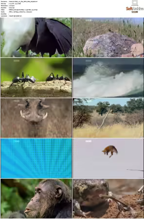 Walk on the Wild Side S01-S03 PDTV XviD-NGp