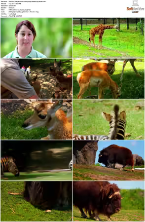 Baby Animals S01-S02 2160p WEB H265-BUSSY