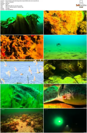 Wonders of the Celtic Deep S01 2160p iP WEB-DL AAC2 0 HLG H265-NTb