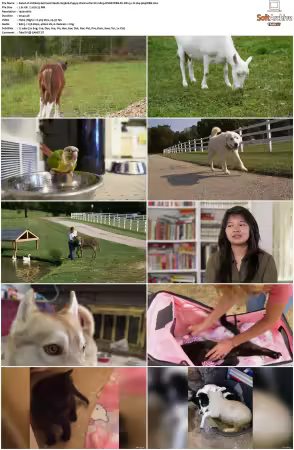 Unlikely Animal Friends S01 S03 1080p DSNP WEB-DL DD+5.1 H264-playWEB