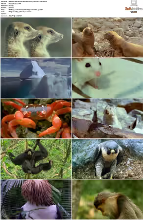 Walk on the Wild Side S01-S03 PDTV XviD-NGp
