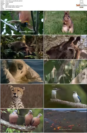 Walk on the Wild Side S01-S03 PDTV XviD-NGp